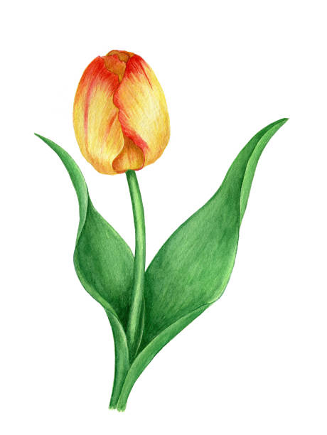 istock Yellow tulip vintage watercolor botanical illustration 1264626643