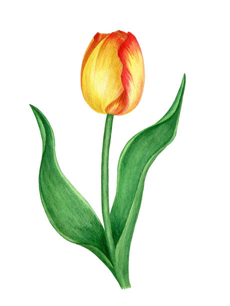 istock Yellow tulip isolated on a white background watercolor illustration 1264627054