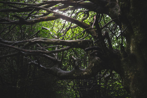 istock Giant hollies forest 1264627304