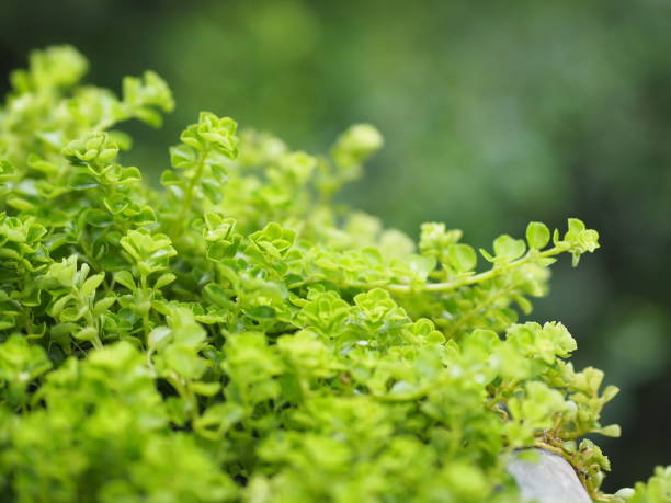Foliage Small leaves green bush tree texture nature background gramineae, setaria verticilada, panicum verticillatum, flor, booming, naturaleza, fondo, prado, pampa, hierba, jardín, flor, planta, naturaleza, verano, primavera, floral, verde, fondo, hierba, jardinería, flora, colorido, natural, temporada, floración,
