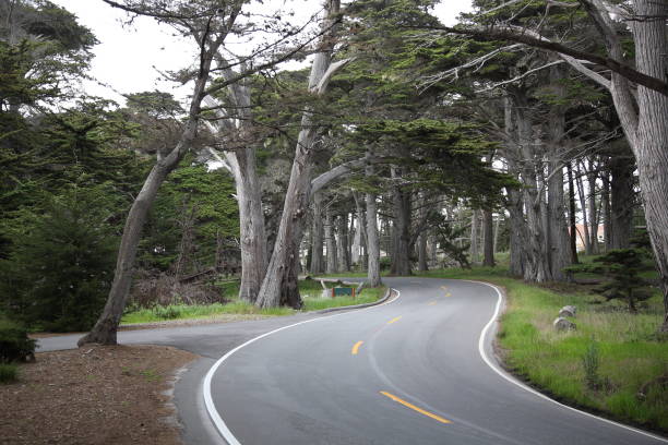 vista de la pintoresca carretera 17 mile drive a lo largo de pacific grove y pebble beach, california - big sur cypress tree california beach fotografías e imágenes de stock