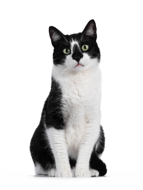 schwarz und weiß haus katze auf weißem hintergrund - tuxedo katze fotos stock-fotos und bilder