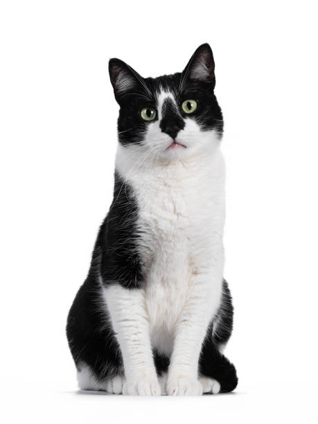Black and white house cat on white background Handsome black and white house cat sitting up facing front. Looking straight ahead with green eyes. Isolated on white background. stray animal photos stock pictures, royalty-free photos & images