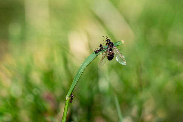 Common garden ant queen flying ants, alates, climbing grass stems after emerging from next on a hot summer day