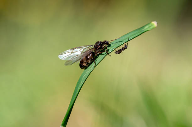 Common garden ant queen flying ants, alates, climbing grass stems after emerging from next on a hot summer day