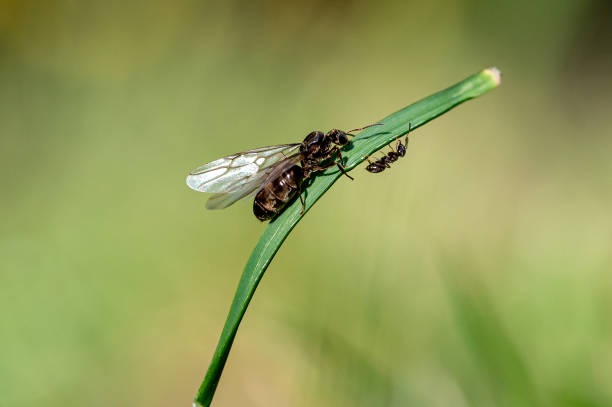 Common garden ant, Lasius niger, a small worker ant next to a larger winged queen that has emerged from the nest Common garden ant queen flying ants, alates, climbing grass stems after emerging from next on a hot summer day termite queen stock pictures, royalty-free photos & images