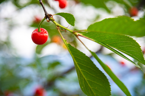Cherry ripening on a tree.