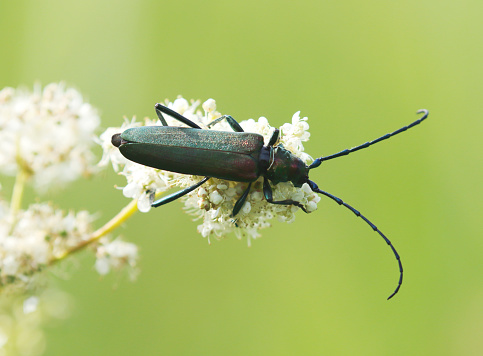 The musk beetle (Aromia moschata) is a Eurasian species of longhorn beetle belonging to the subfamily Cerambycinae, tribe Callichromatini. Its name comes from the delicate musky smell it emits when menaced.\nDescription:\nThis beetle is characterised by very long antennae (like all other Cerambycids and a somewhat coppery or greenish metallic tint. The typical form, characterised by a pronotum with a metallic color, is widespread in Europe, except for most of Spain and Southern Italy. In such regions, in North Africa, and in Asia to Japan, the species is represented by some subspecies characterised by a more or less red pronotum. The antennae are longer than the entire head and body length in male and as long as body in females. Nevertheless, the Oriental subspecies have usually shorter antennae. \nBiology:\nThe adults are usually found on leaves, especially those of the willow trees, where the larva of this species lives. The secretion with the characteristic musky smell is produced in thoracic glands, and is expelled through openings located on the distal part of the metasternum, near the hind legs articulation. The secretion was formerly supposed to contain salicylaldehyde or a salicylic ether, but there is now evidence that it consists instead mainly of four different monoterpenes, among which rose oxide, one of the most important fragrances in perfumery (source Wikipedia). \n\nThis Picture is made in a Marsh Region in the Netherlands, where Willows are growing.