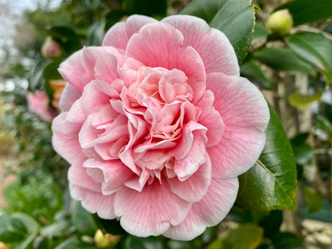 Horizontal closeup photo of a beautiful pink camellia flower, buds and green leaves growing on a Camellia Bush on a sunny day in Winter