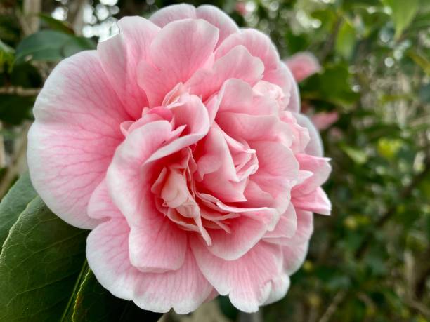 idealny różowy kwiat kamelii - camellia day nobody single flower zdjęcia i obrazy z banku zdjęć