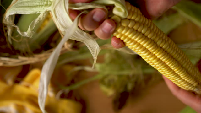 Young Woman Husking Organic Corn (Non-GMO)
