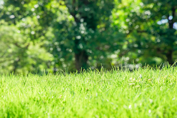 istock Fresh grass with beautiful fresh green 1264634460