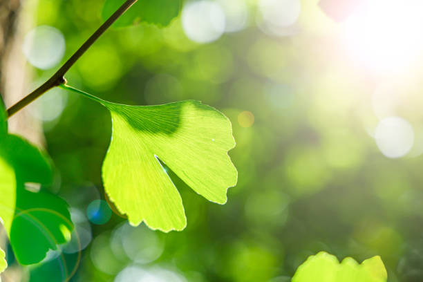 istock Fresh green tree in the sun 1264635157