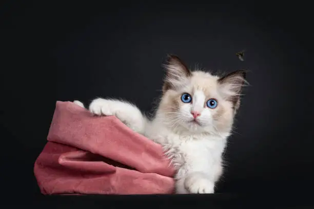 Photo of Seal Bicolor Ragdoll kitten on black background