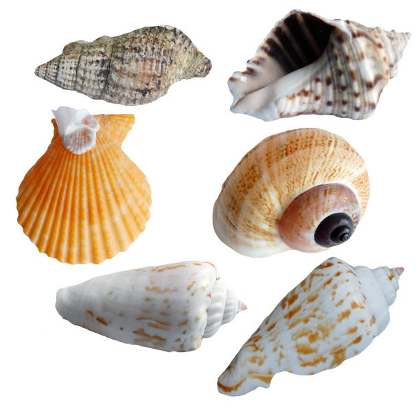 istock collection of sea shells on white background 1264639347