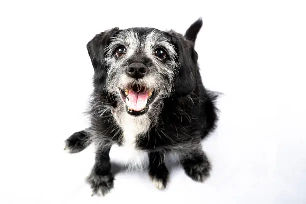 Happy Patterdale Senior dog decided to be a great model
