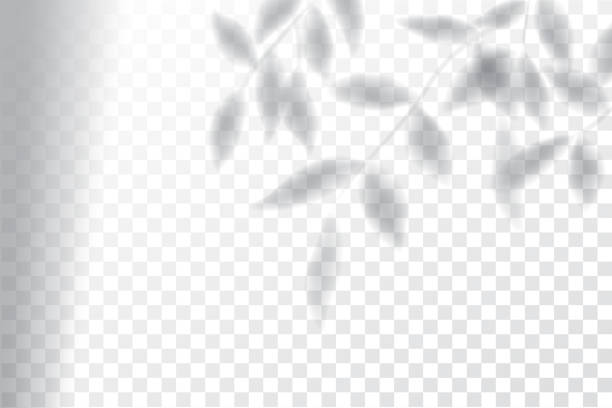 ilustraciones, imágenes clip art, dibujos animados e iconos de stock de sombra, efectos de superposición maqueta, marco de ventana y hoja de plantas, luz natural, ilustración vectorial. - hojas fondo blanco