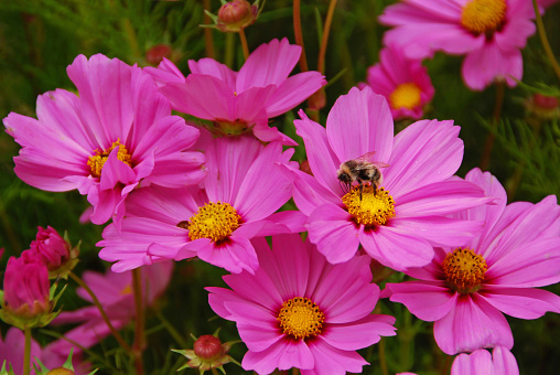 Western bumblebee collecting pollen of a blooming Garden Cosmos pink Blush.