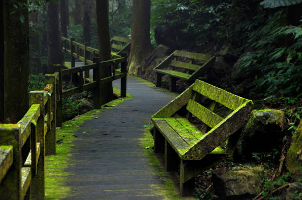 Old wooden boardwalk path along dark foggy forest of tall pine trees with bright green mossy benches standing aside in mysterious mist, Fenqihu hiking trails