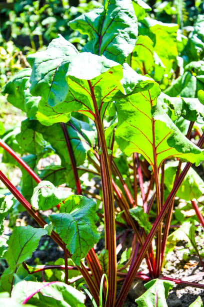 istock Young beetroot leaves on the garden bed illuminated by the sun rays, young beetroot chard sprouts in a garden in the air, harvest 1264644421