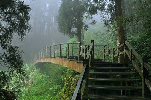 Old wooden bridge in the dark foggy woodland of tall pine trees in the mist, Fenqihu hiking trails