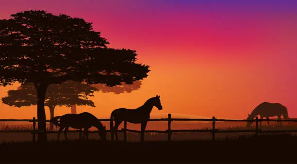 Vector illustration of grazing horse herd behind fence at sunset vector silhouette scene