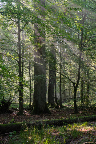 istock Deciduous stand with hornbeams and oaks 1264645707
