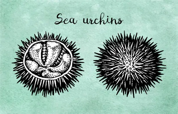 Vector illustration of Ink sketch of urchin.