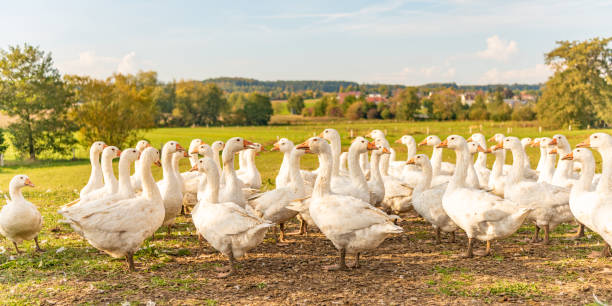 istock Many white fattening geese on a meadow 1264646023