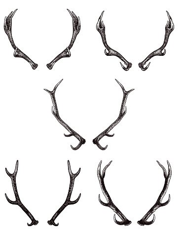 Collection of five vector antlers illustration. Carefully grouped in layers panel. Easy to select and edit