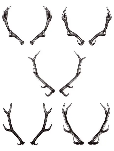 Vector illustration of Set of drawings of antlers of elk and deer