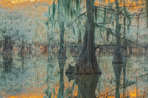istock Caddo Lake bayou 1264647166