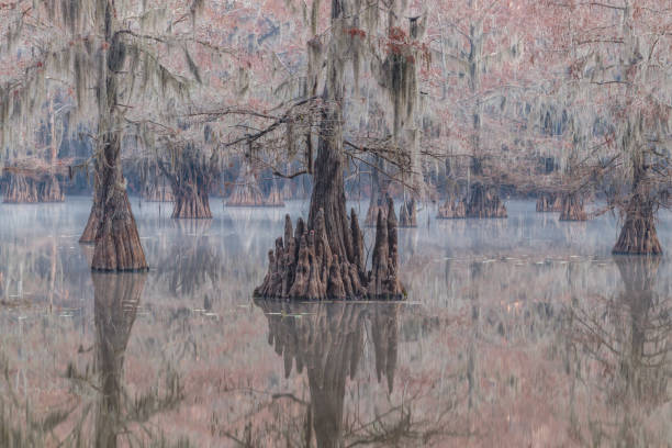 istock Caddo Lake bayou 1264647175
