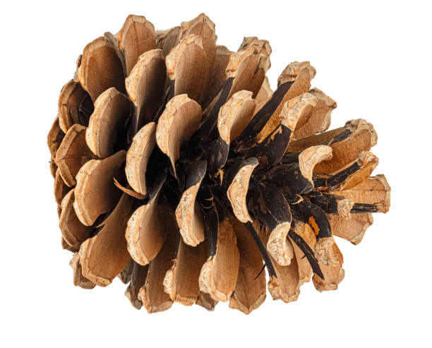 Lying dry brown pine cone isolated on white background
