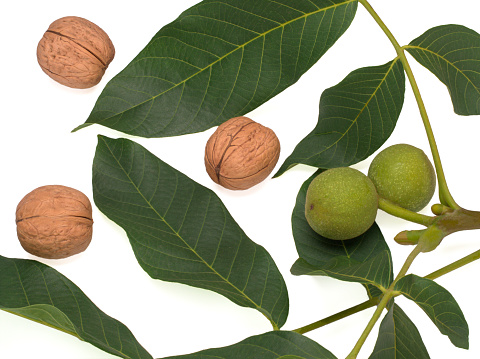 Unripe Green Fruits of the Common Walnut on a branch and peeled on white background