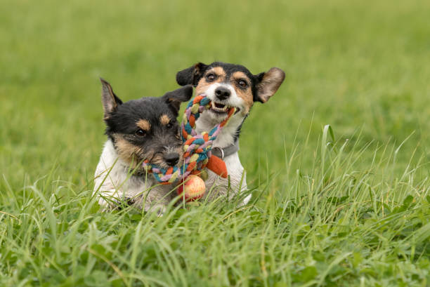 2匹の犬が走り、牧草地でボールで遊びます。彼女の雌犬と若いかわいいジャックラッセルテリアの子犬 - bitch ストックフォトと画像