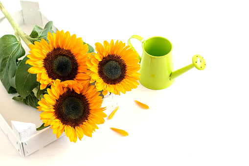 Beautiful colorful sunflowers in rustic white box, watering can on the white table. Nice gift, beautiful greeting card design.