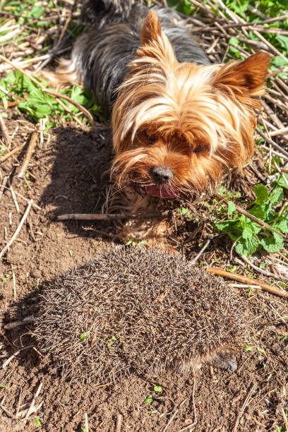 istock Dog and hedgehog in the meadow 1264653817