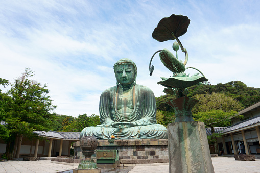 Kamakura / Japan - Sept 09, 2019: Lotus flower and Daibutsu (Great Buddha), located on the Kotoku-in temple grounds