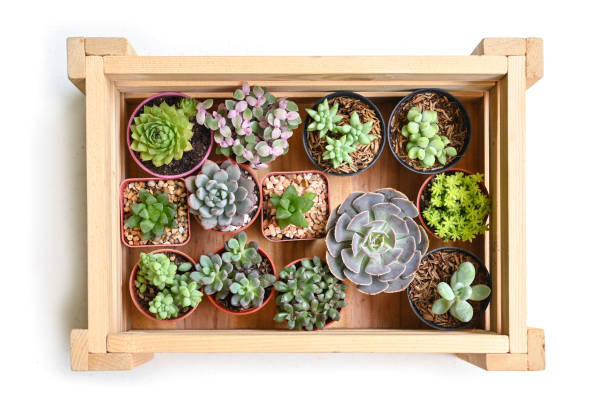 Variety of small succulents in a wooden box Variety of small succulents in a wooden box potted plant from above stock pictures, royalty-free photos & images
