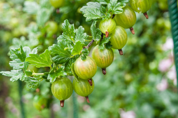 wet gooseberry fruits after rain wet gooseberry fruits after rain gooseberry stock pictures, royalty-free photos & images