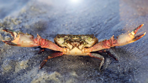 istock red crab about to fight 1264657312