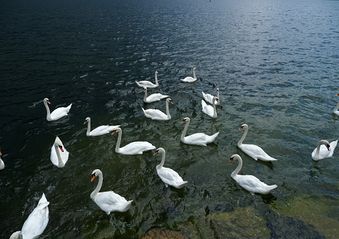 An above view of a male mute swan grooming himself atop a calm lake. Taken on a cloudy spring day in Toronto, Ontario, Canada.