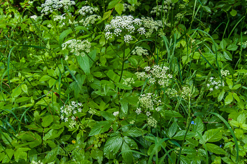 cow parsley or wild chervil Anthriscus sylvestris flowers