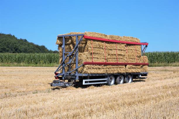 istock bales of hay 1264659378