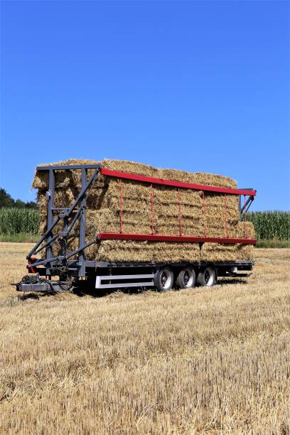 istock bales of hay 1264659418