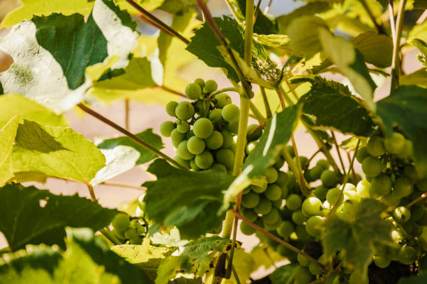 istock grapes hanging on the vine in the early morning light 1264660203