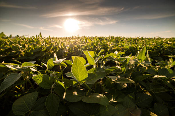 istock Open soybean field at sunset.Soybean field . 1264661198