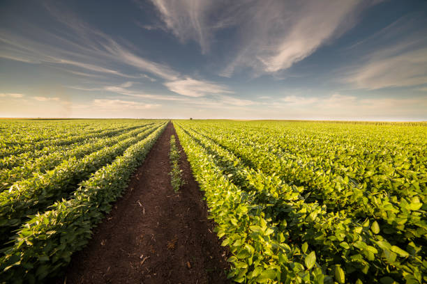 istock Open soybean field at sunset.Soybean field . 1264661201