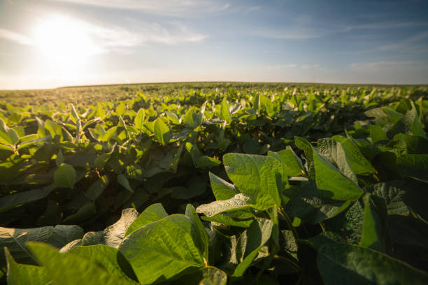 istock Open soybean field at sunset.Soybean field . 1264661217